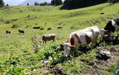 Rad-Wandercamping Irschen