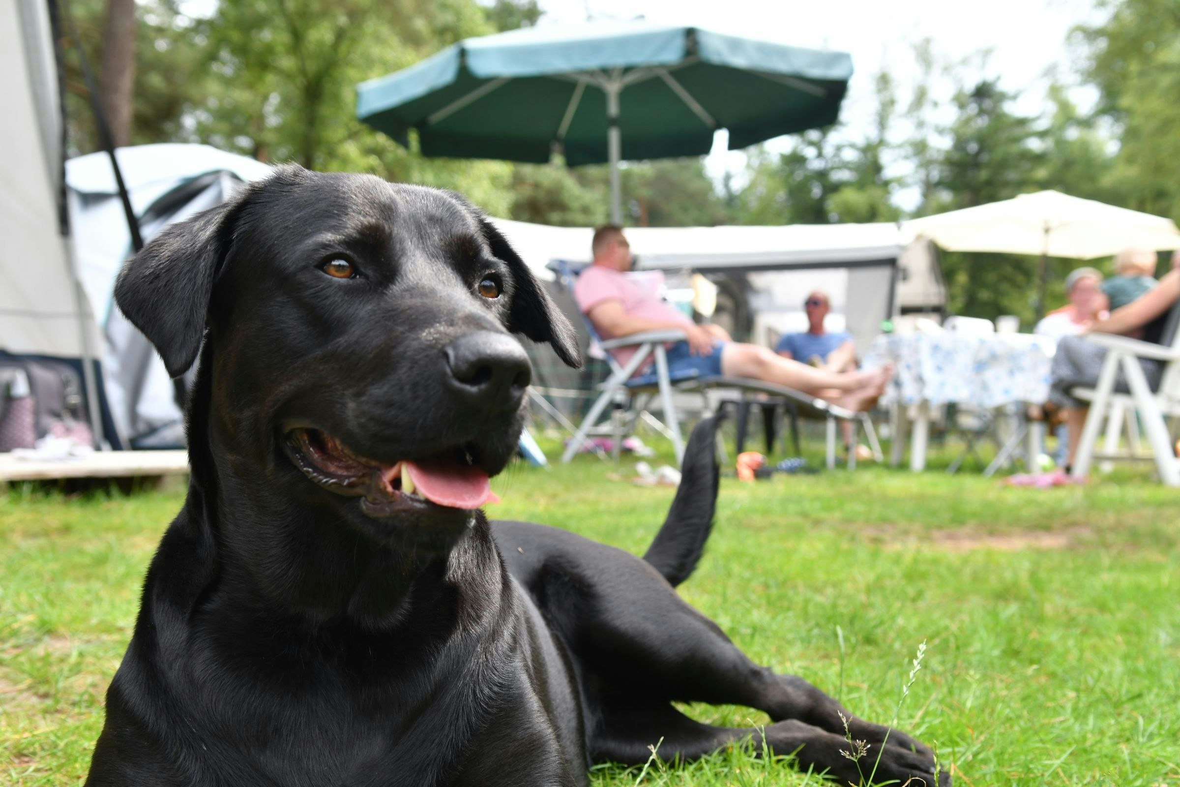 Vakantiepark Ommerland - Hunde willkommen auf dem Campingplatz