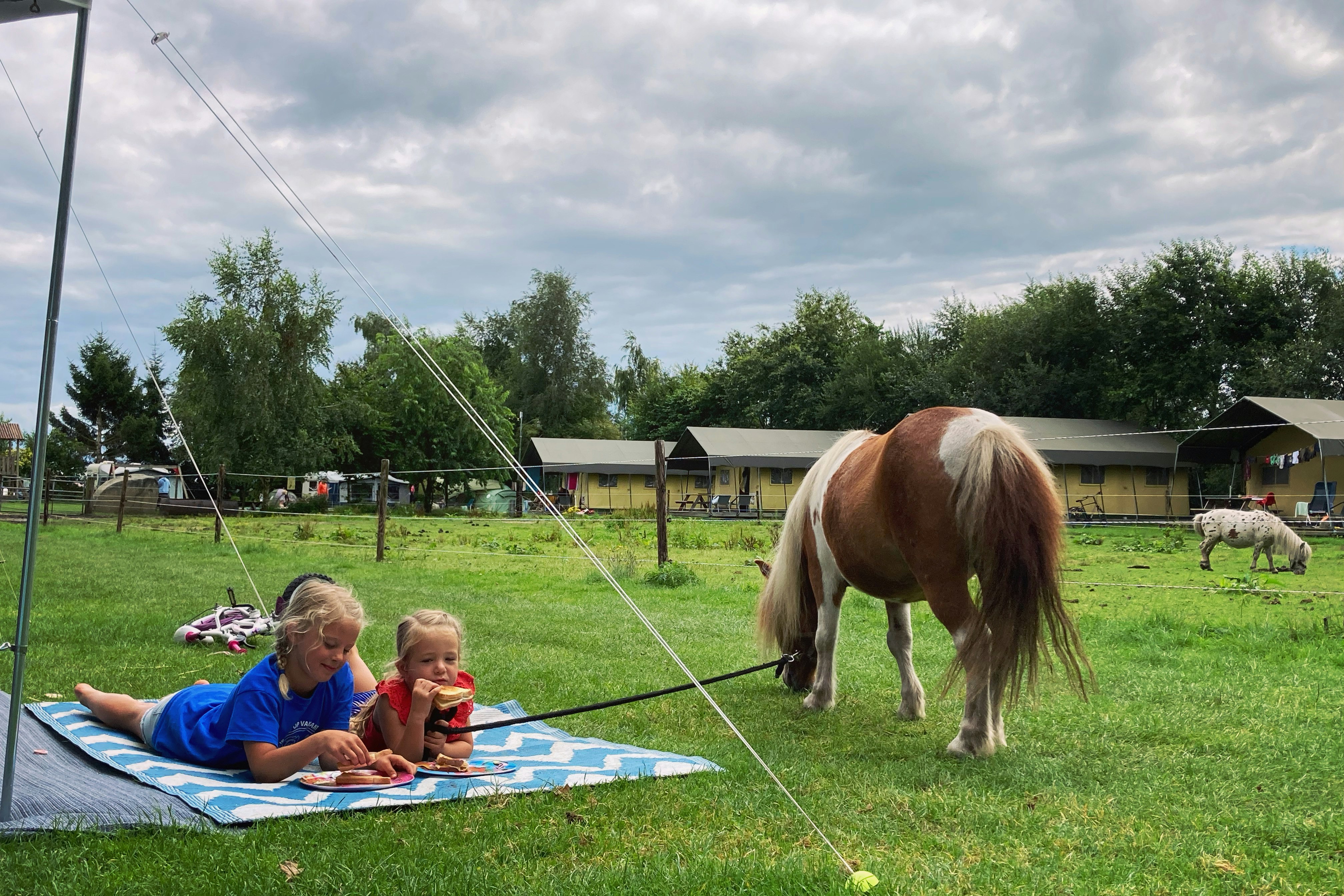 Recreatiepark de Bosrand - Ponys auf dem Campingplatz