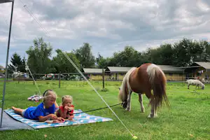 Recreatiepark de Bosrand - Ponys auf dem Campingplatz
