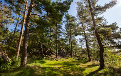 Roligheden Camping