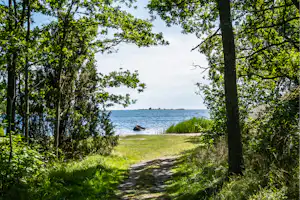 Waldweg am Seeufer, umgeben von grünen Bäumen und Gras, mit Blick auf das blaue Wasser.