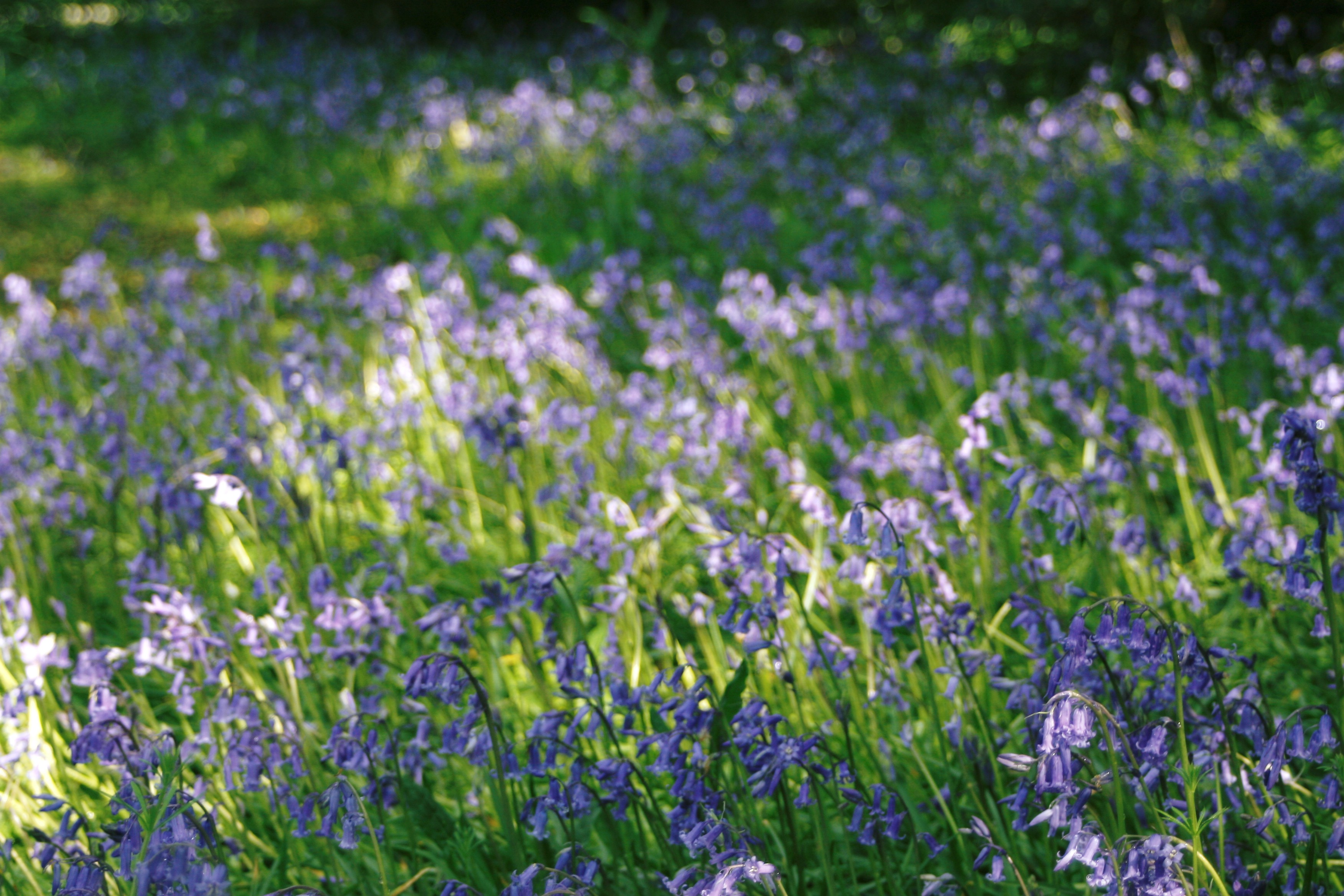 Ruthern Valley Holidays