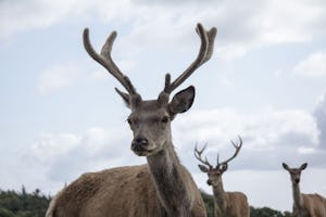 Sandersvig Camping en Tropenland