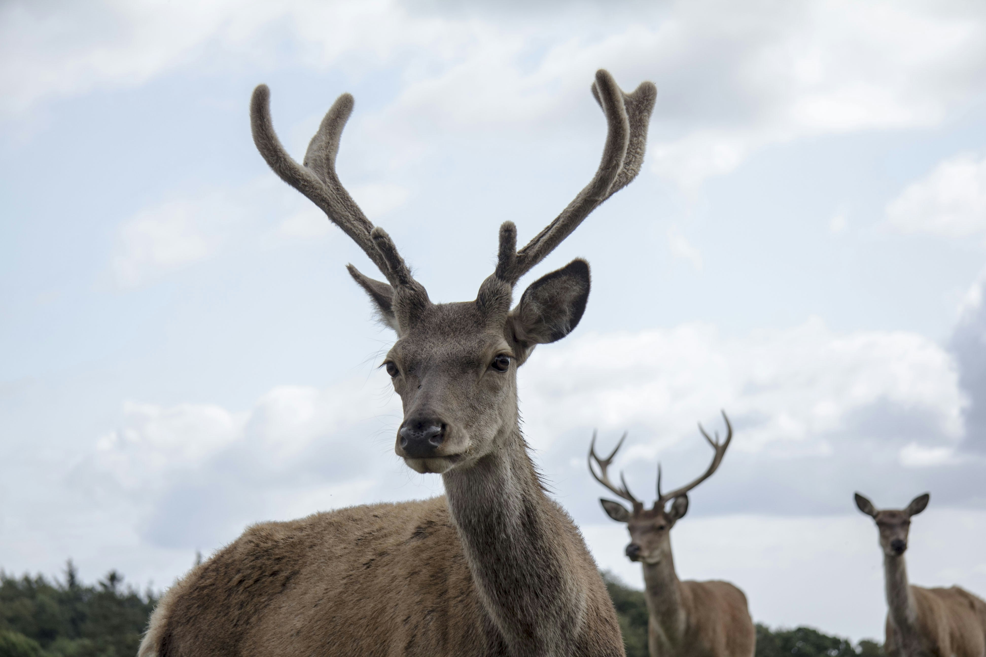 Sandersvig Camping en Tropenland