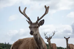 Sandersvig Camping en Tropenland