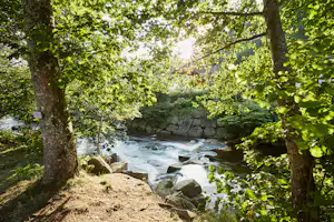 Bach im Wald mit Felsbrocken am Ufer, umrahmt von grünen Bäumen und Sträuchern.