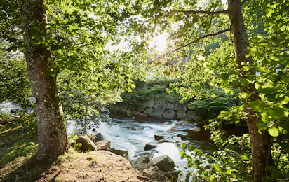 Schwarzwaldcamping Alisehof