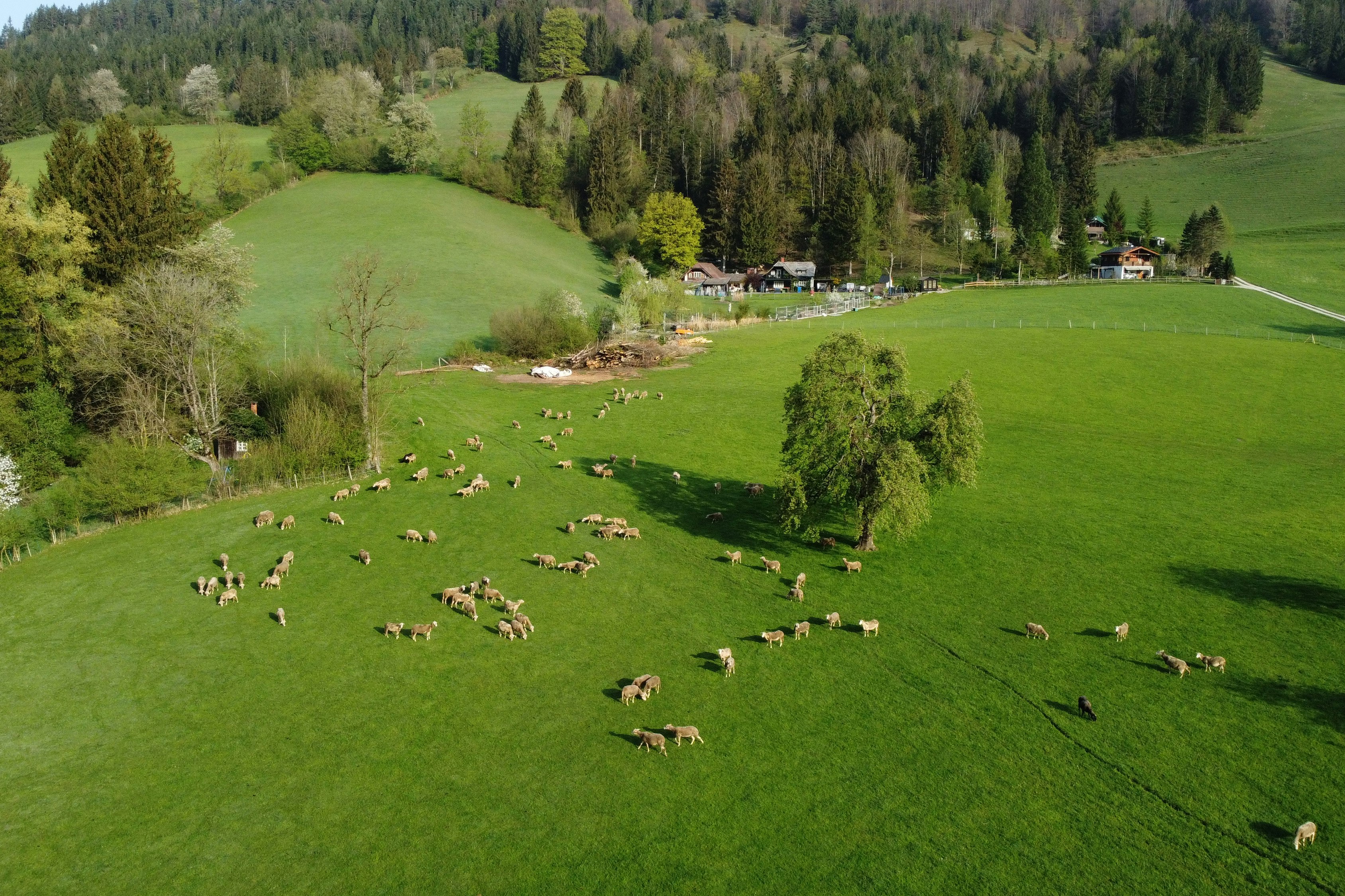 Sebaldus Camping - Schafherde grast auf einer Wiese in der Umgebung des Campingplatzes