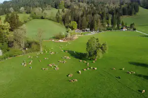 Sebaldus Camping - Schafherde grast auf einer Wiese in der Umgebung des Campingplatzes