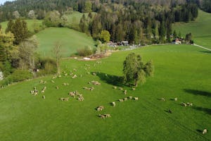 Sebaldus Camping - Schafherde grast auf einer Wiese in der Umgebung des Campingplatzes