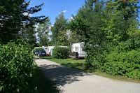 Seecamping Langlau - Stellplätze im Schatten unter Bäumen auf dem Campingplatz
