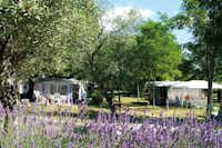 Sites & Paysages Le Petit Bois - Wohnwagen- und Zeltstellplatz vom Campingplatz unter Olivenbäumen