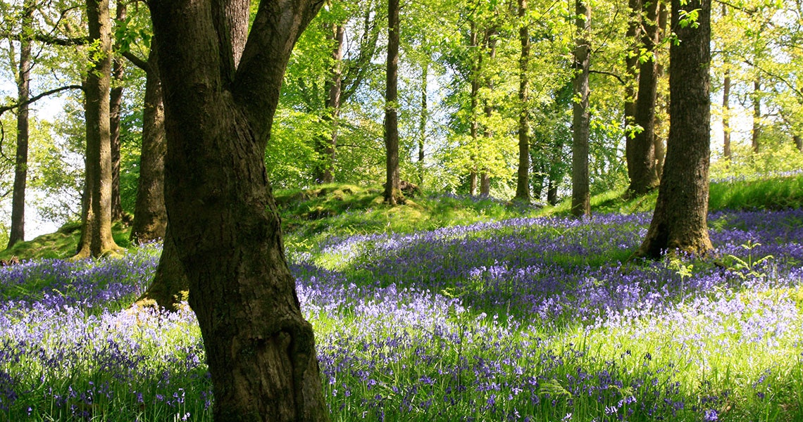 Wald mit hohen Bäumen und blauem Blütenteppich aus Wildblumen am Boden.