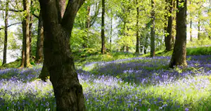 Wald mit hohen Bäumen und blauem Blütenteppich aus Wildblumen am Boden.