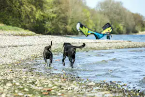 Skive Fjord Camping - Zwei Hunde am Kiesstrand des Fjords mit einem Kitesurfer im Hintergrund