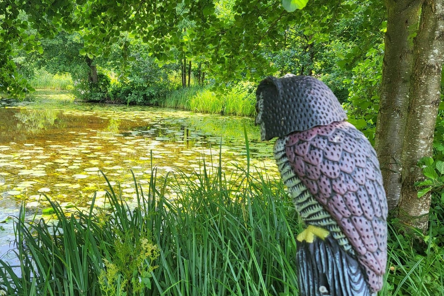 Skovly Camping - Blick auf den Fischteich auf dem Campingplatz
