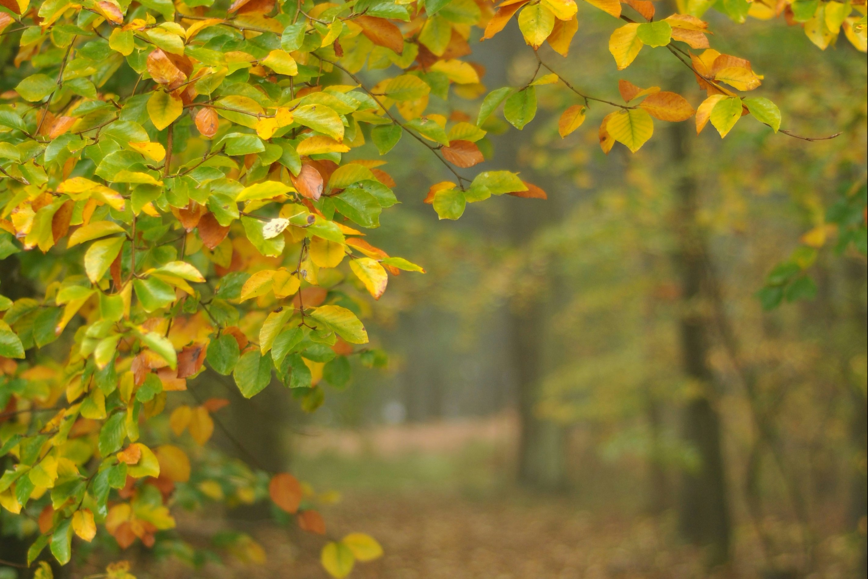 Nahaufnahme von gelb-grünen Blättern an einem Laubbaum vor einem Waldweg mit Herbstlaub.