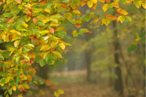 Nahaufnahme von gelb-grünen Blättern an einem Laubbaum vor einem Waldweg mit Herbstlaub.