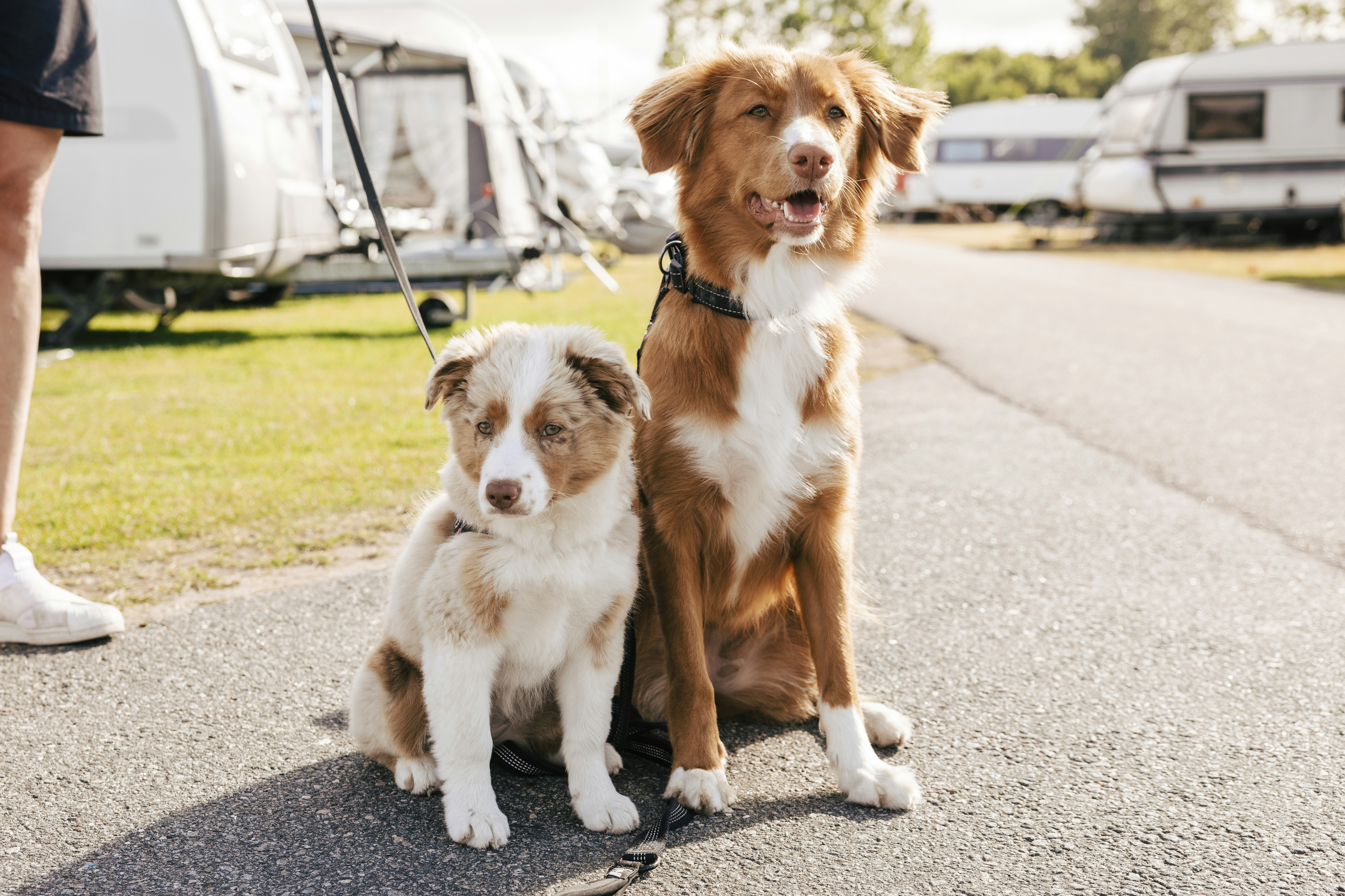 Skreacamping - Hunde willkommen auf dem Campingplatz