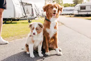 Skreacamping - Hunde willkommen auf dem Campingplatz