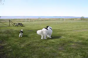 Sølyst Camping - Hunde auf grüner Wiese vom Campingplatz