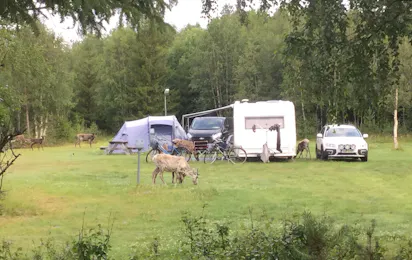 Fox and Elk Camping