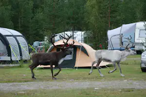 Sörälvens Fiske Camping & Stugby - Elche, Zeltstellplätze und Wohnwagenstellplätze im Grünen auf dem Campingplatz