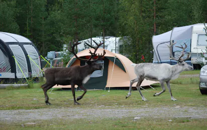 Fox and Elk Camping