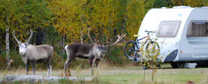 Sörälvens Fiske Camping & Stugby - Hirsche und Wohnwagenstellplätze im Grünen auf dem Campingplatz