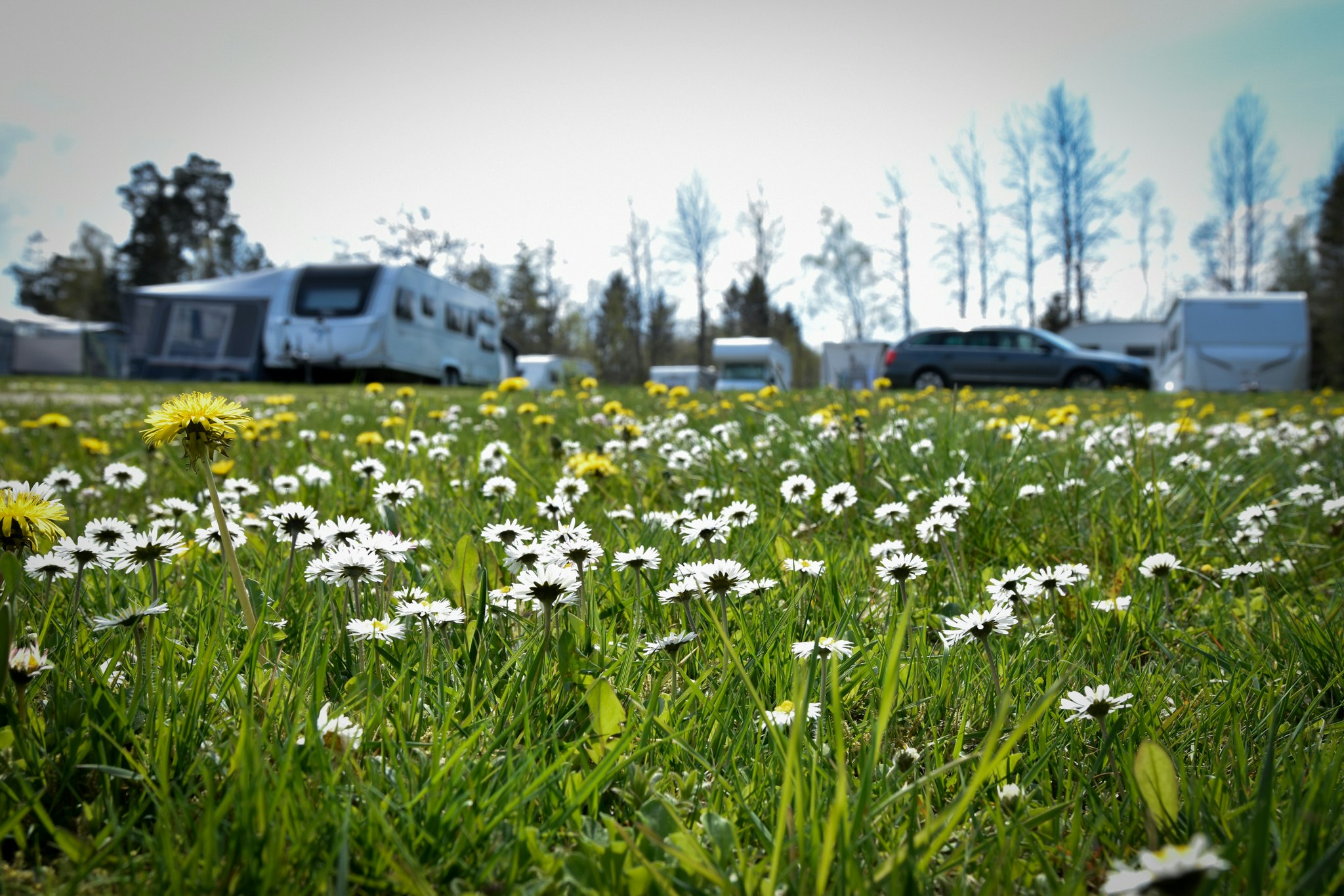 Stenrösets Camping - Blick auf die Stellplatzwiese auf dem Campingplatz