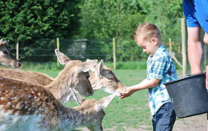 Strandcamping Valkenisse