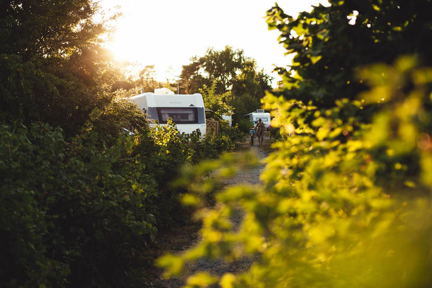 Stråvalla Camping - Stellplätze umgeben von Bäumen