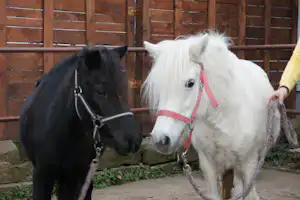 Stromberg-Camping - Ponys und Pferde auf dem Campingplatz
