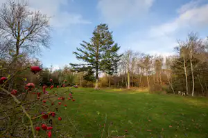 Grüne Wiese mit Bäumen am Rand, im Vordergrund rote Beeren an einem Strauch, Himmel mit Wolken.