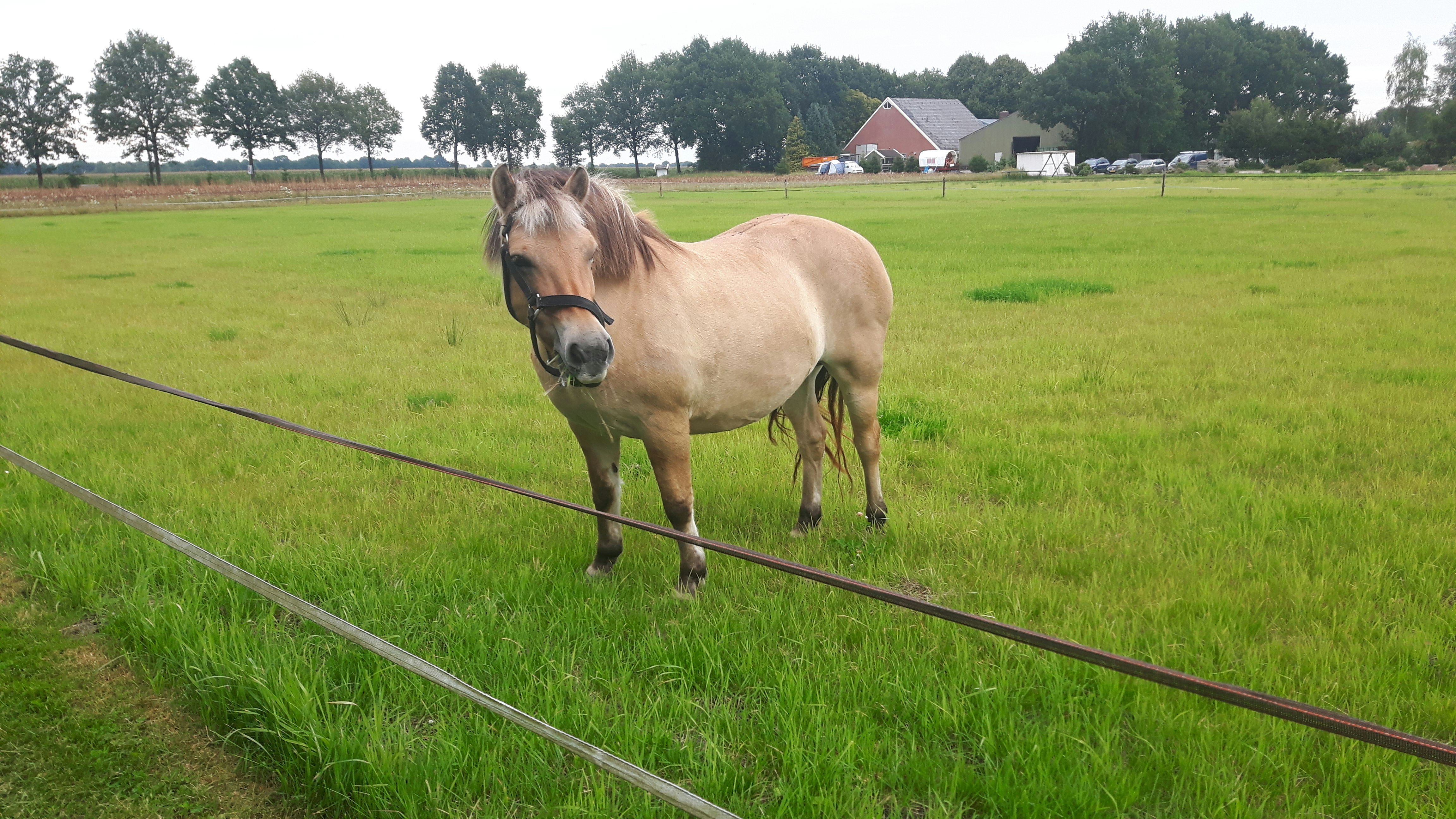 SVR Camping De Hoge Bomen