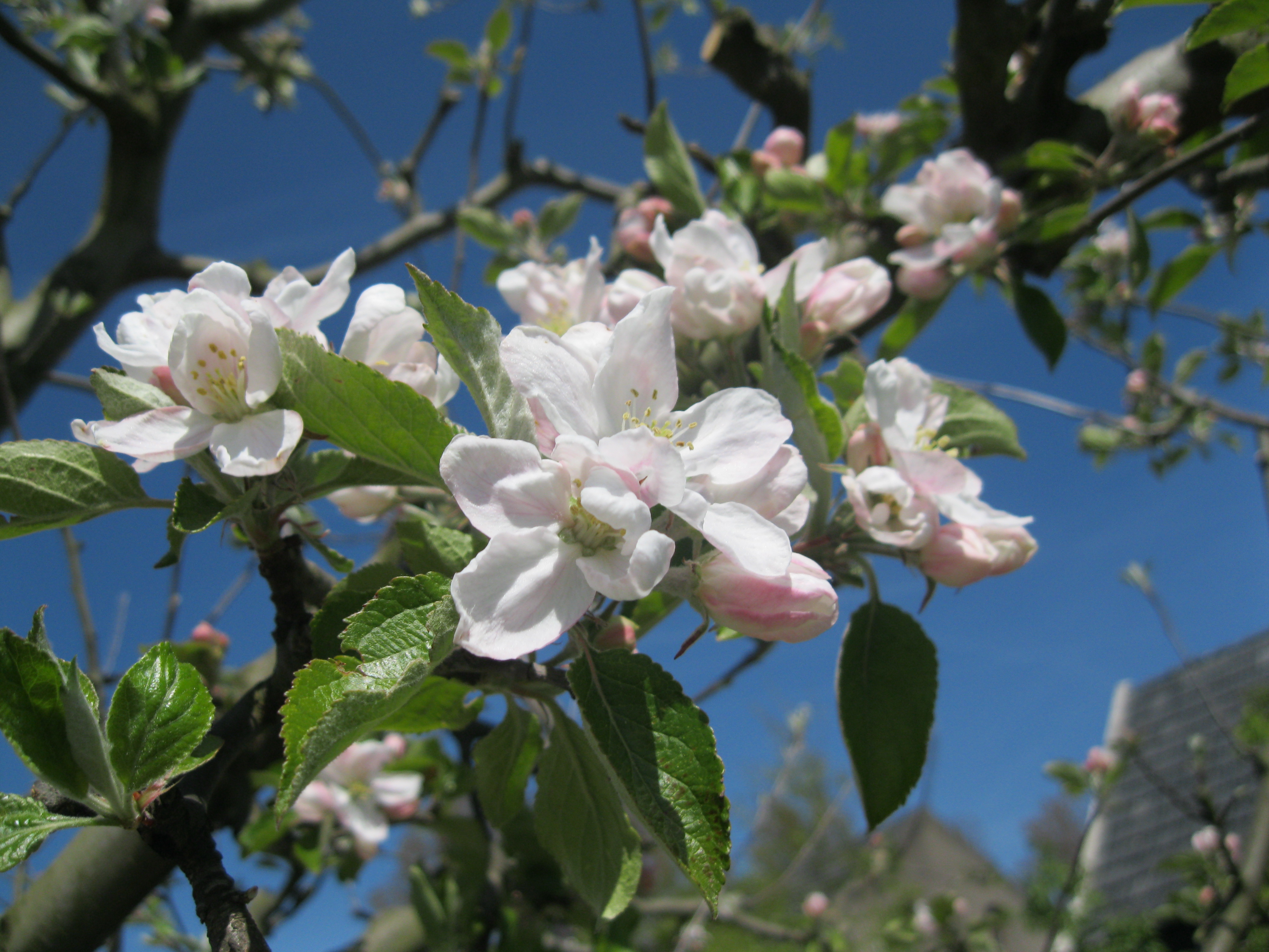 SVR Minicamping De Vijverhof