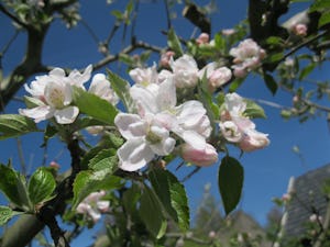 SVR Minicamping De Vijverhof