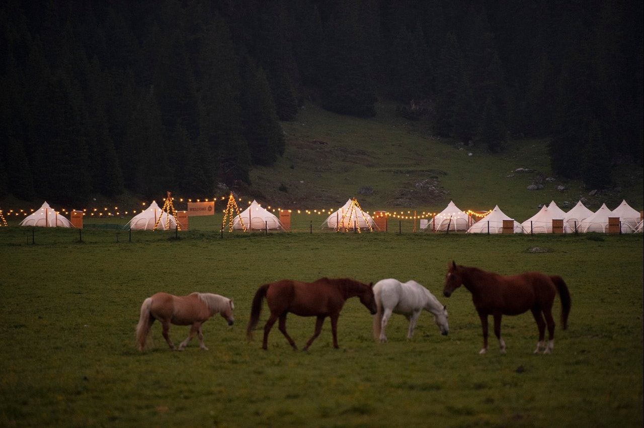 TCS Camping Laax Pop-Up Glamping - Pferde grasen auf der Wiese neben den Glamping-Zelten