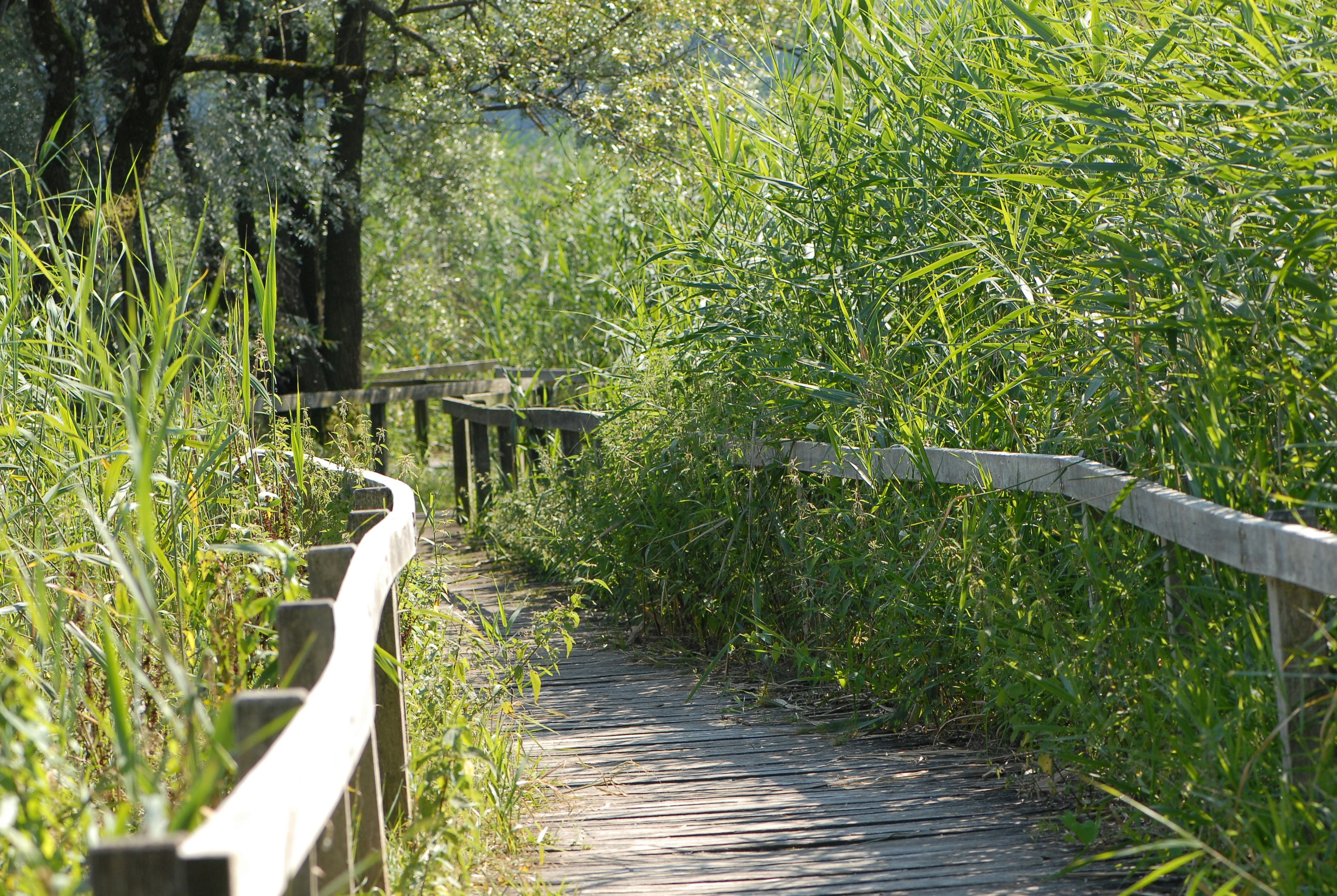 TCS Camping Luzern Horw  TCS-Camping Luzern - Horw - Spazierwege im Grünen auf dem Campingplatz