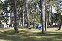 TCS-Camping Orbe - Blick auf die Zeltwiese umgeben von Bäumen