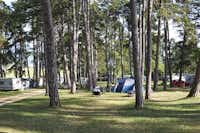 TCS-Camping Orbe - Blick auf die Zeltwiese umgeben von Bäumen