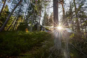 Wald mit hohen Bäumen, Sonnenstrahlen durch das Geäst und ein Campingplatz-Zelt im Hintergrund.