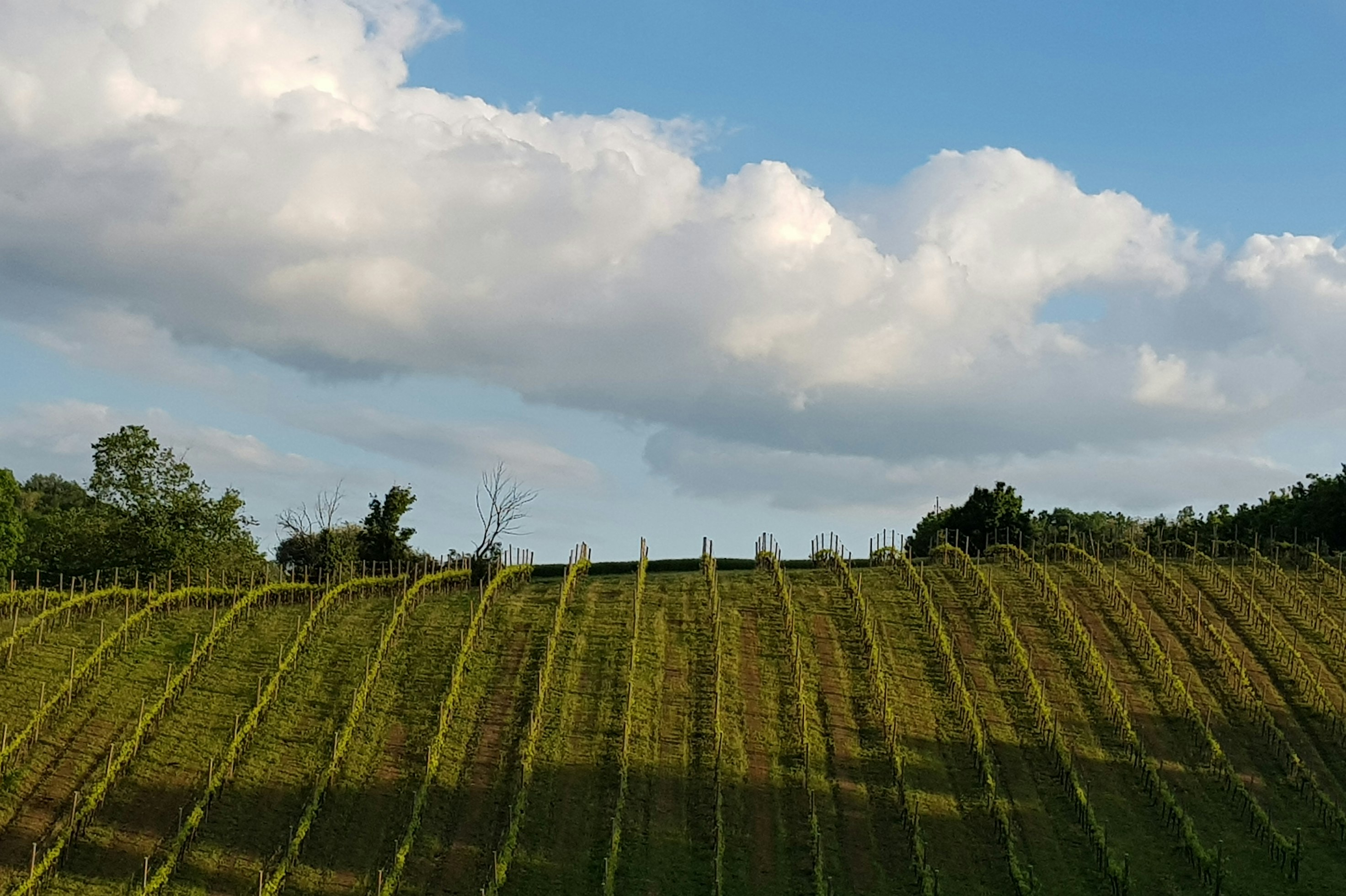 Tenuta Mamie Marianne - Weinberge in der Umgebung des Campingplatzes