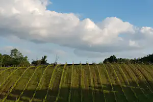 Tenuta Mamie Marianne - Weinberge in der Umgebung des Campingplatzes