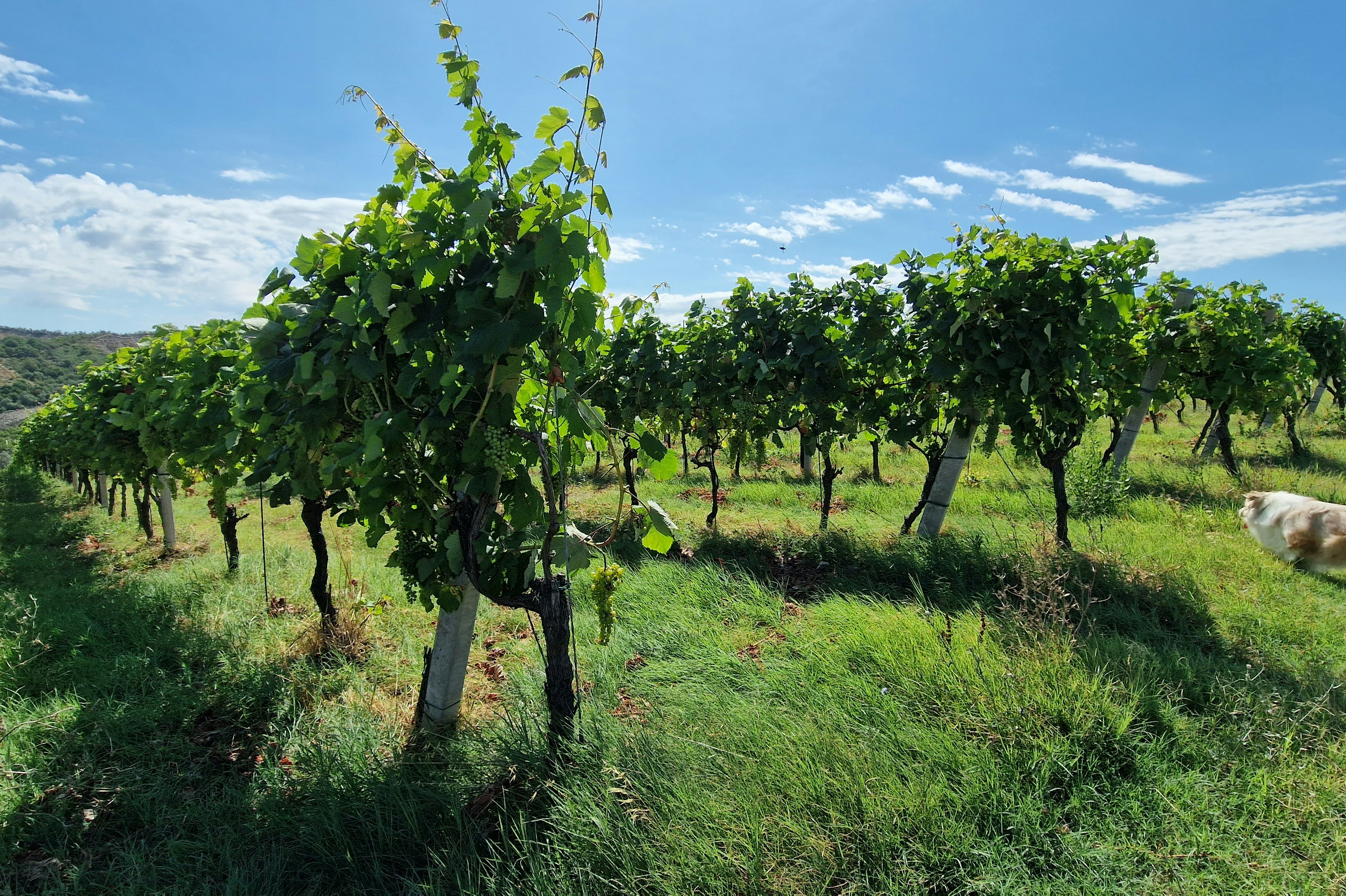 Tenuta Mamie Marianne - Weinreben in der Umgebung des Campingplatzes