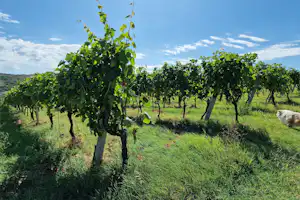 Tenuta Mamie Marianne - Weinreben in der Umgebung des Campingplatzes