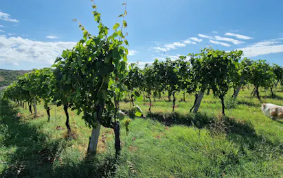 Tenuta Mamie Marianne
