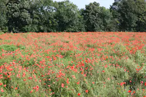 The Apple Camping & Caravan Park - Blumenwiese auf dem Campingplatz