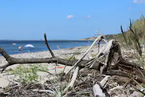Toftum Bjerge Camping - Blick auf den Badestrand in der Nähe des Campingplatzes
